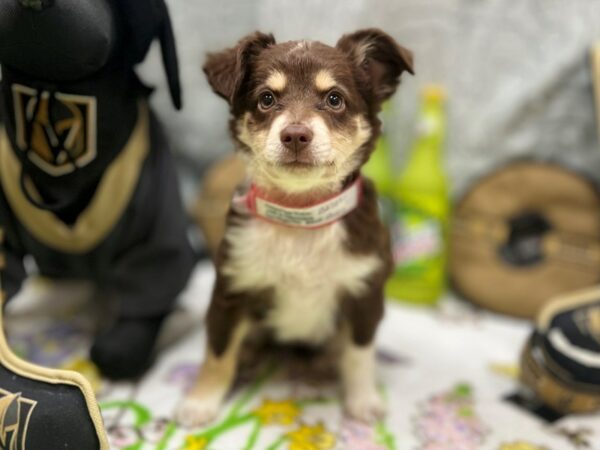 Miniature Australian Shepherd-Dog-Female-Red Merle-26570-Petland Scottsdale, Arizona
