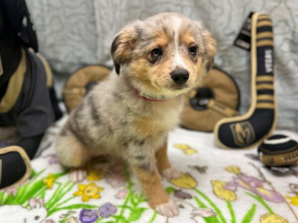 Miniature Australian Shepherd-Dog-Female-Blue Merle-26568-Petland Scottsdale, Arizona