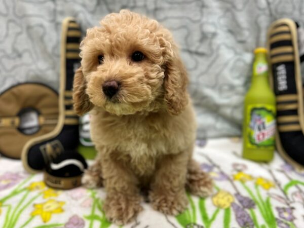 F1B Mini Goldendoodle-Dog-Female-Golden-26594-Petland Scottsdale, Arizona