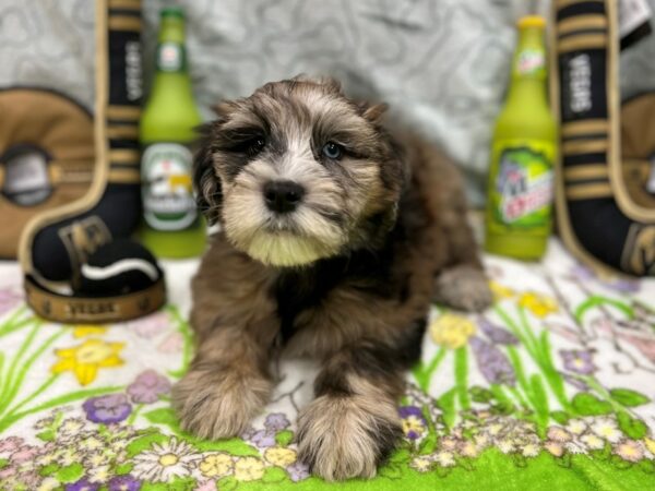 Poodle/Soft Coated Wheaten Terrier-Dog-Female-Blue Merle-26593-Petland Scottsdale, Arizona