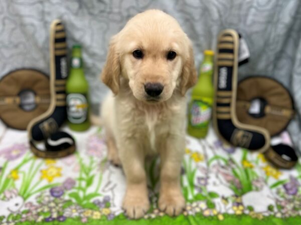 Golden Retriever-Dog-Female-Golden-26586-Petland Scottsdale, Arizona