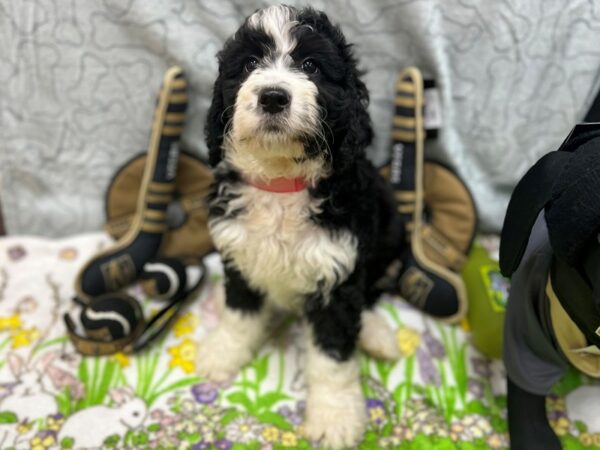 Bernese Mountain Dog/Standard Poodle-Dog-Female-Black / White-26592-Petland Scottsdale, Arizona