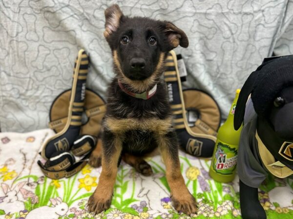 German Shepherd Dog-Dog-Female-Black and Tan-26582-Petland Scottsdale, Arizona