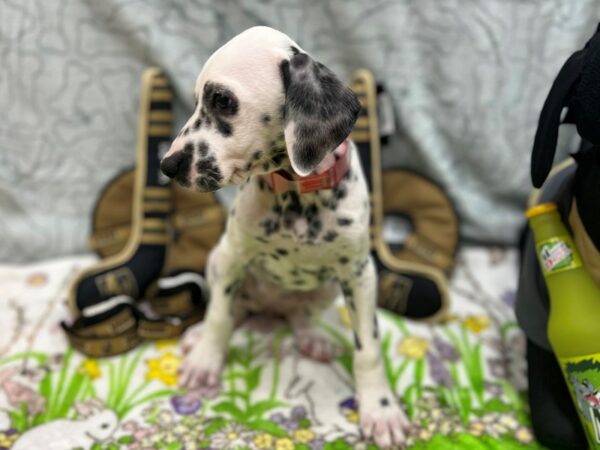 Dalmatian-Dog-Female-White and Black-26581-Petland Scottsdale, Arizona