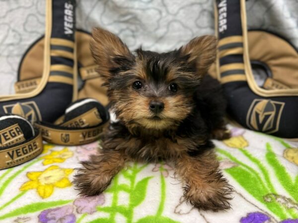 Yorkshire Terrier-Dog-Male-Black / Tan-26591-Petland Scottsdale, Arizona