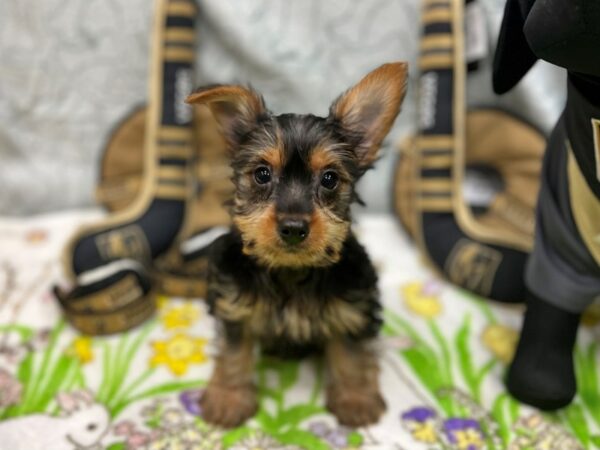 Silky Terrier-Dog-Female-Black / Tan-26590-Petland Scottsdale, Arizona