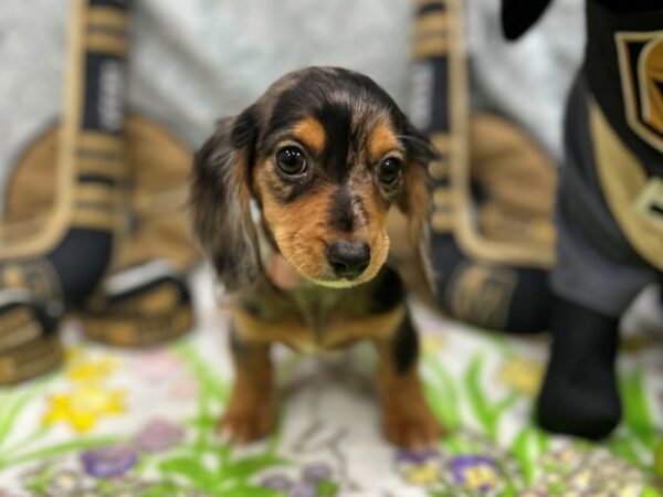 Dachshund-Dog-Female-Black / Tan-26585-Petland Scottsdale, Arizona