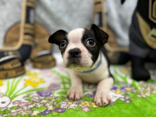 Boston Terrier-Dog-Male-Black and White-26578-Petland Scottsdale, Arizona
