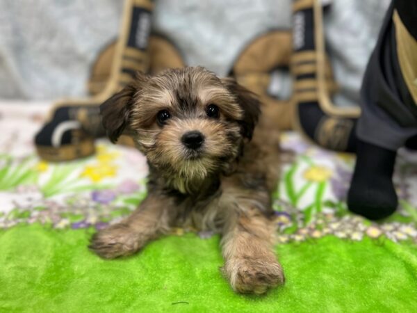 Maltese/Yorkshire Terrier-Dog-Female-Gold-26595-Petland Scottsdale, Arizona