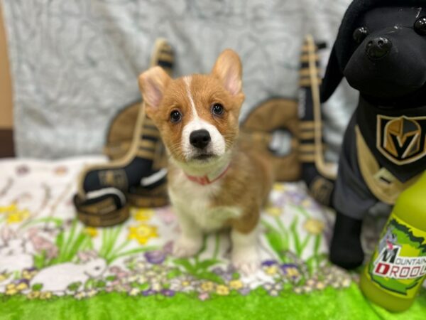Pembroke Welsh Corgi-Dog-Female-Red / White-26588-Petland Scottsdale, Arizona