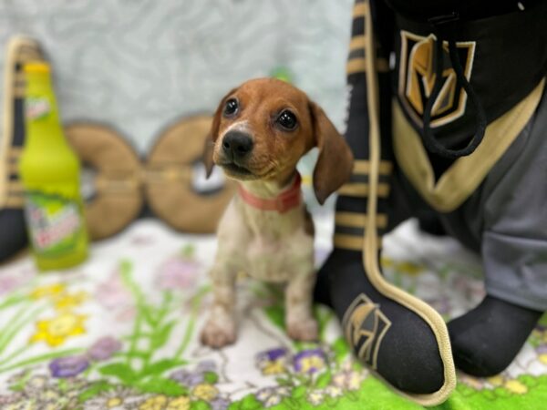 Dachshund-Dog-Female-Red-26580-Petland Scottsdale, Arizona
