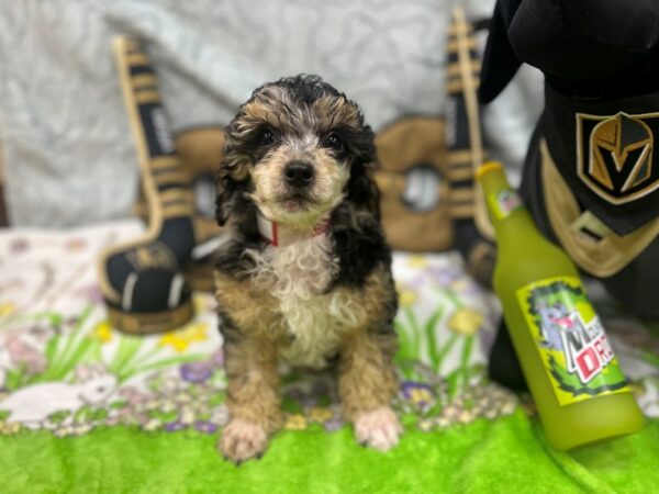 Poodle-Dog-Female-Blue Merle-26574-Petland Scottsdale, Arizona