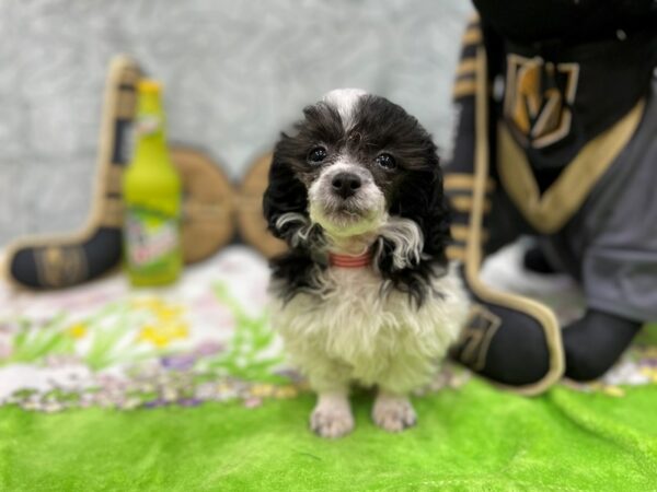 Poodle-Dog-Female-Black and White-26573-Petland Scottsdale, Arizona