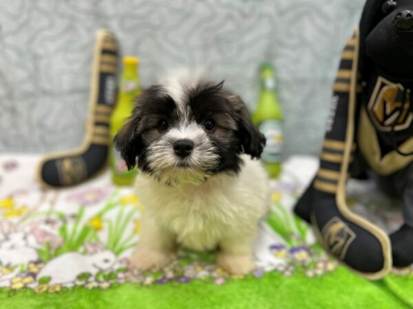 Havanese-Dog-Female-Fawn Sable-26572-Petland Scottsdale, Arizona