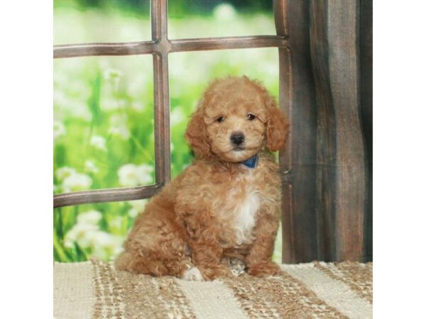 F1B Mini Goldendoodle-Dog-Female-Red-26621-Petland Scottsdale, Arizona
