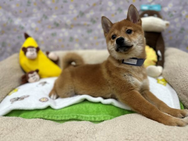 Shiba Inu-Dog-Male-Red-26602-Petland Scottsdale, Arizona