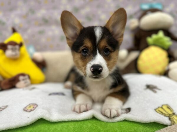 Pembroke Welsh Corgi-Dog-Male-Black and Tan-26606-Petland Scottsdale, Arizona