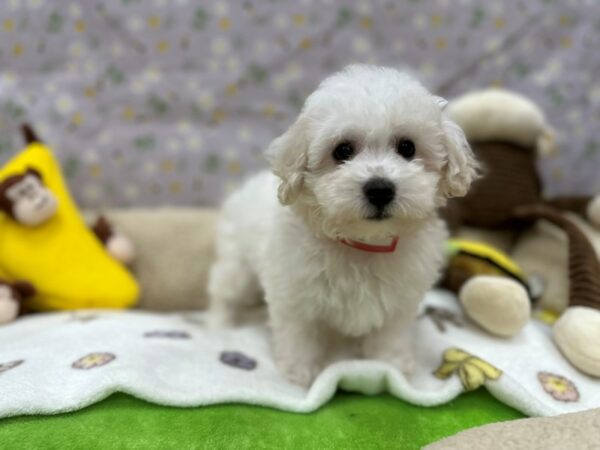 Bichon Frise-Dog-Female-White-26607-Petland Scottsdale, Arizona
