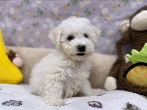 Bichon Frise-Dog-Male-White-26608-Petland Scottsdale, Arizona
