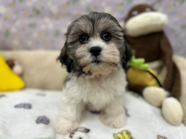 Bichon Frise/Shih Tzu-Dog-Female-Silver Gold and White-26601-Petland Scottsdale, Arizona