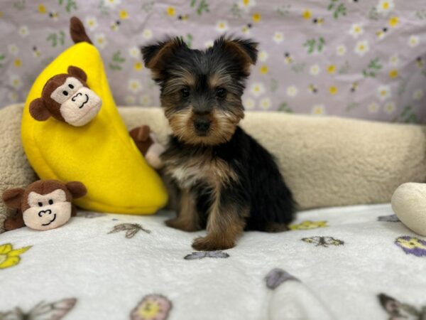 Silky Terrier-Dog-Female-Black / Tan-26615-Petland Scottsdale, Arizona