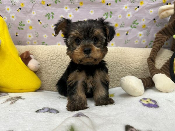 Yorkshire Terrier-Dog-Female-Black / Tan-26617-Petland Scottsdale, Arizona