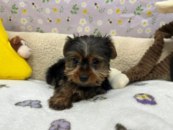 Yorkshire Terrier-Dog-Male-Black / Tan-26616-Petland Scottsdale, Arizona