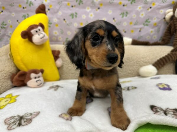 Dachshund-Dog-Female-Black / Tan-26619-Petland Scottsdale, Arizona