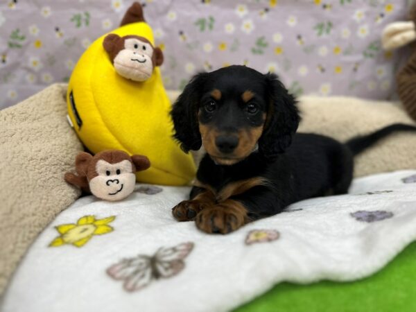 Dachshund-Dog-Male-Black / Tan-26620-Petland Scottsdale, Arizona