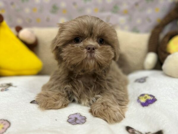 Shih Tzu-Dog-Female-Lilac-26614-Petland Scottsdale, Arizona
