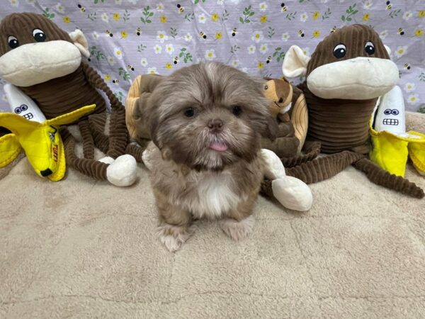 Shih Tzu-Dog-Male-Chocolate Gold-26678-Petland Scottsdale, Arizona
