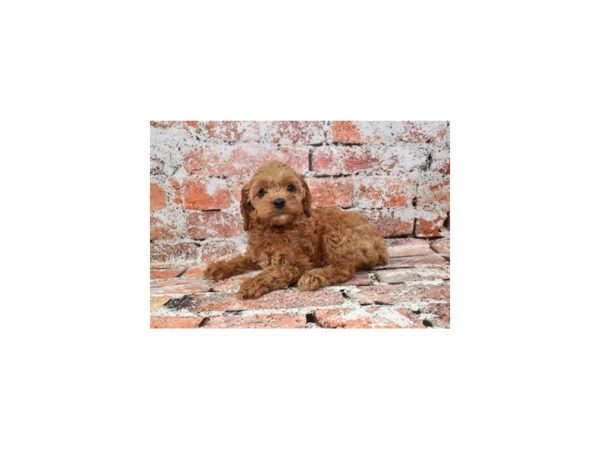 Cocker Spaniel/Poodle-Dog-Female-Red-26699-Petland Scottsdale, Arizona
