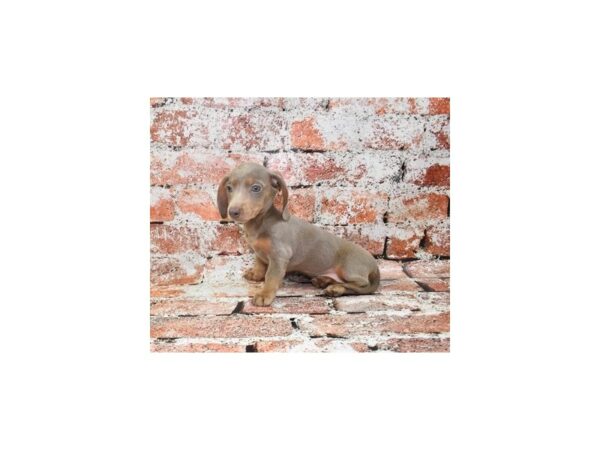 Dachshund-Dog-Female-Blue and Tan-26709-Petland Scottsdale, Arizona