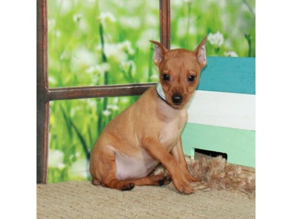 Miniature Pinscher-Dog-Female-Red-26717-Petland Scottsdale, Arizona