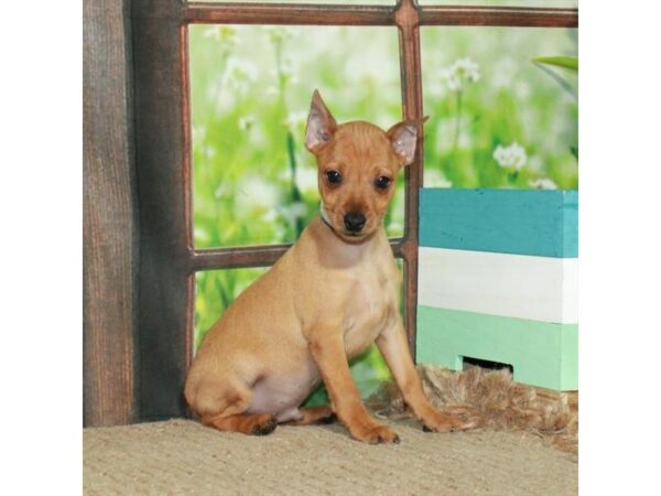 Miniature Pinscher-Dog-Male-Red-26718-Petland Scottsdale, Arizona