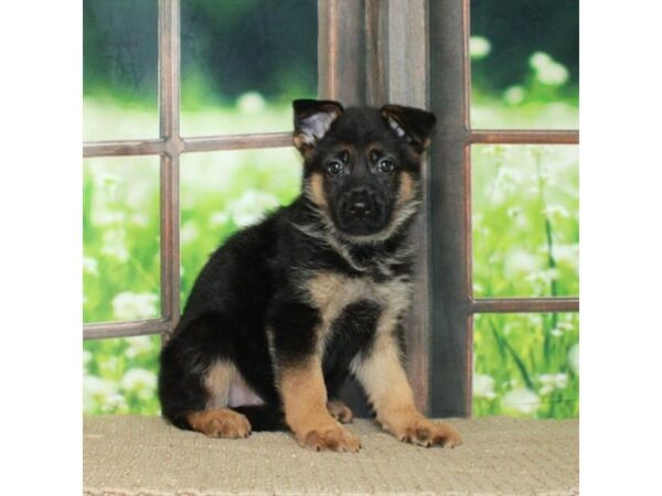 German Shepherd Dog-Dog-Male-Black / Tan-26722-Petland Scottsdale, Arizona