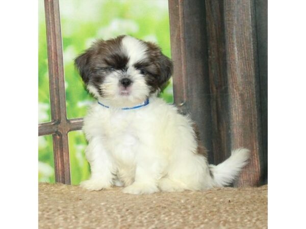 Shih Tzu-Dog-Female-White / Blue Fawn-26720-Petland Scottsdale, Arizona