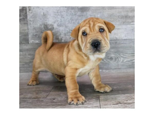 Shar Pei/Basset Hound-Dog-Male-Red-26715-Petland Scottsdale, Arizona