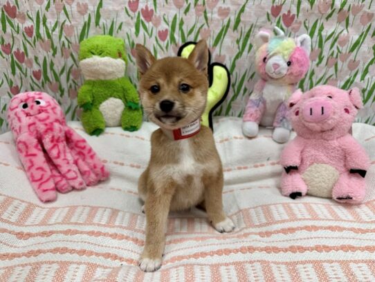 Shiba Inu-Dog-Female-Red-26714-Petland Scottsdale, Arizona