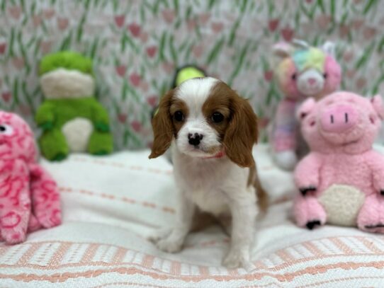 Cavalier King Charles Spaniel-Dog-Female-Blenheim / White-26721-Petland Scottsdale, Arizona