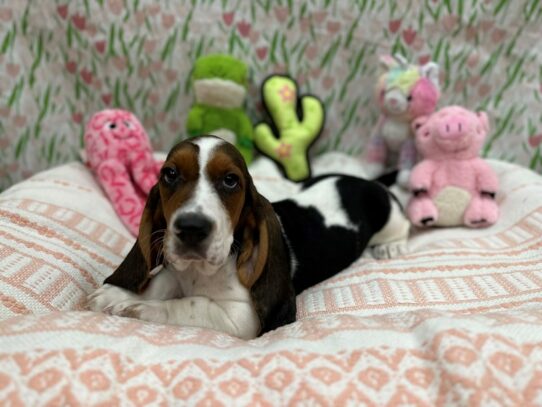 Basset Hound-Dog-Male-Black White / Tan-26711-Petland Scottsdale, Arizona