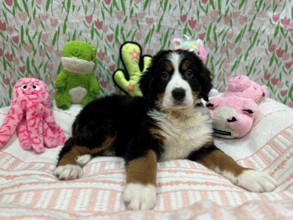 Bernese Mountain Dog-Dog-Female-Black Rust and White-26705-Petland Scottsdale, Arizona