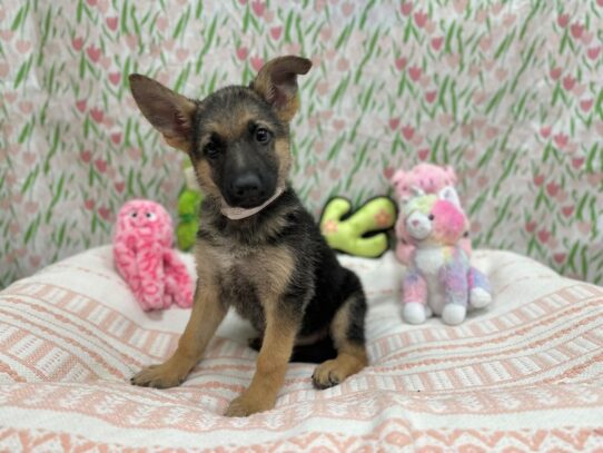 German Shepherd Dog-Dog-Female-Black and Tan-26710-Petland Scottsdale, Arizona
