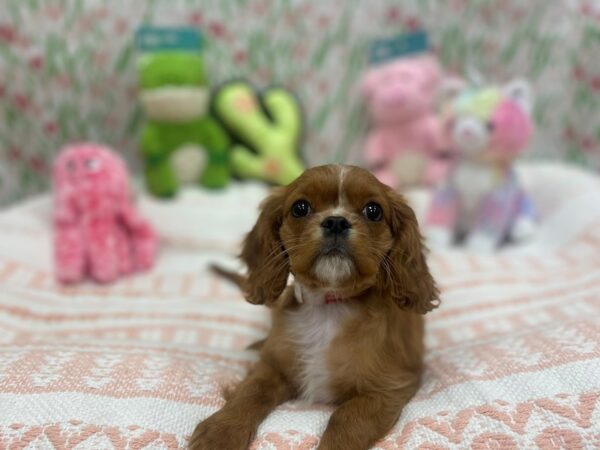 Cavalier King Charles Spaniel-Dog-Female-Red and White-26706-Petland Scottsdale, Arizona
