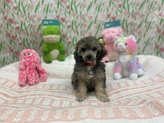 Poodle-Dog-Female-Silver Beige-26703-Petland Scottsdale, Arizona