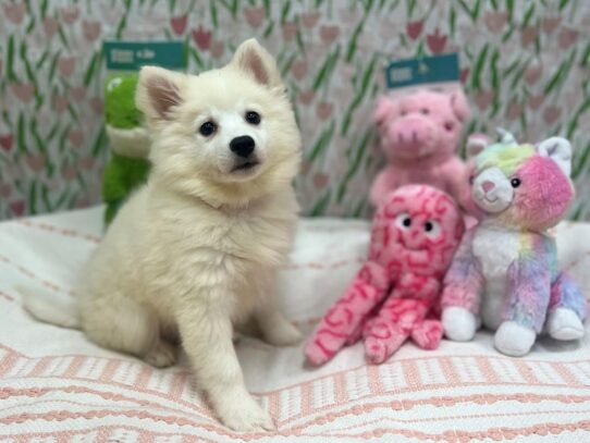 American Eskimo Dog-Dog-Female-White-26708-Petland Scottsdale, Arizona