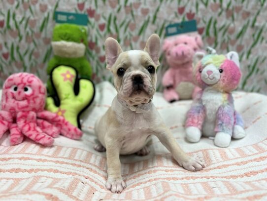 French Bulldog-Dog-Female-Cream-26726-Petland Scottsdale, Arizona