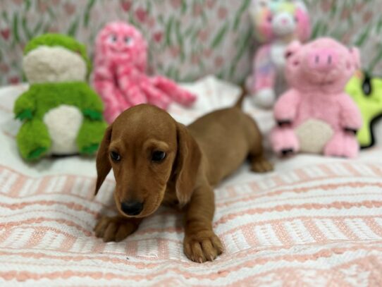 Dachshund-Dog-Male-Red-26724-Petland Scottsdale, Arizona