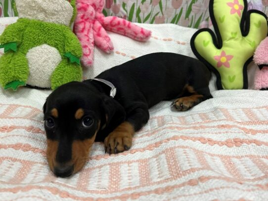 Dachshund-Dog-Male-Red-26723-Petland Scottsdale, Arizona