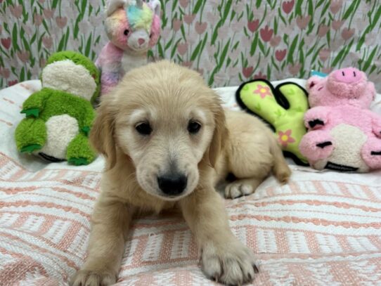 Golden Retriever-Dog-Female-Cream-26728-Petland Scottsdale, Arizona